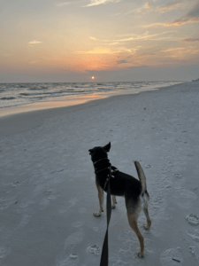 Dog on beach